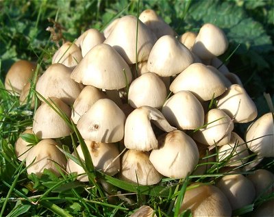 Psathyrella multipedata